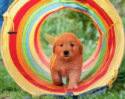 evergreen golden retriever club