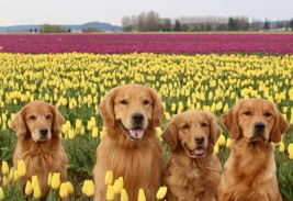 Evergreen Golden Retriever Club 