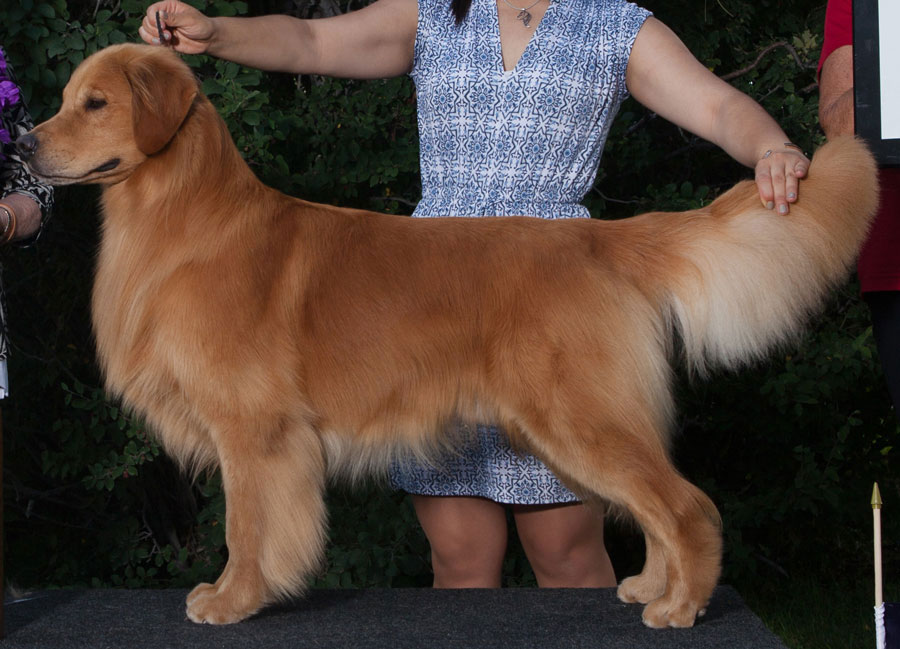 evergreen golden retriever club