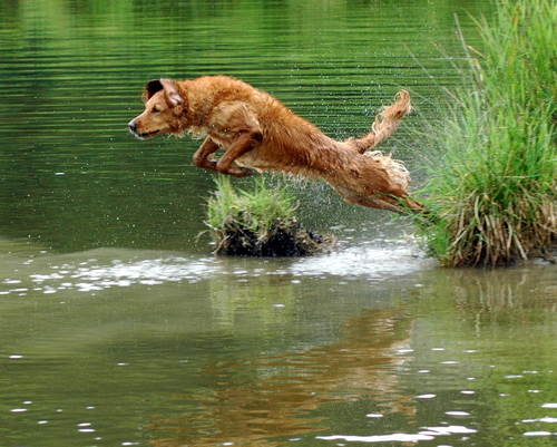 evergreen golden retriever club