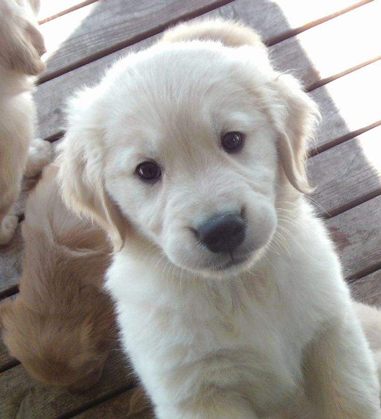 evergreen golden retriever club